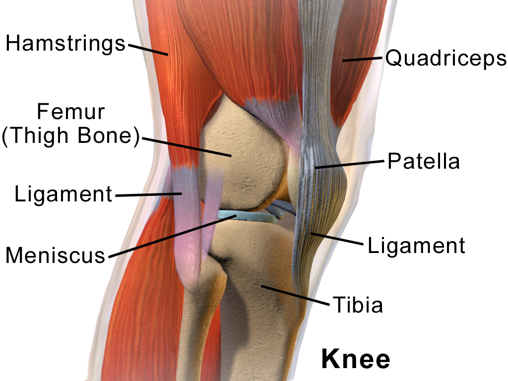 Knee-Icon